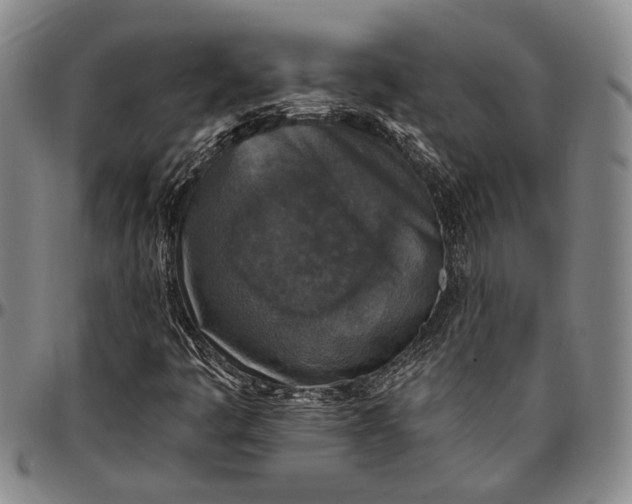 X0000096681445200802191341