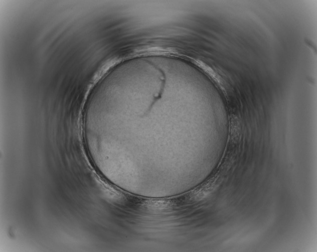 X0000096681474200802191341