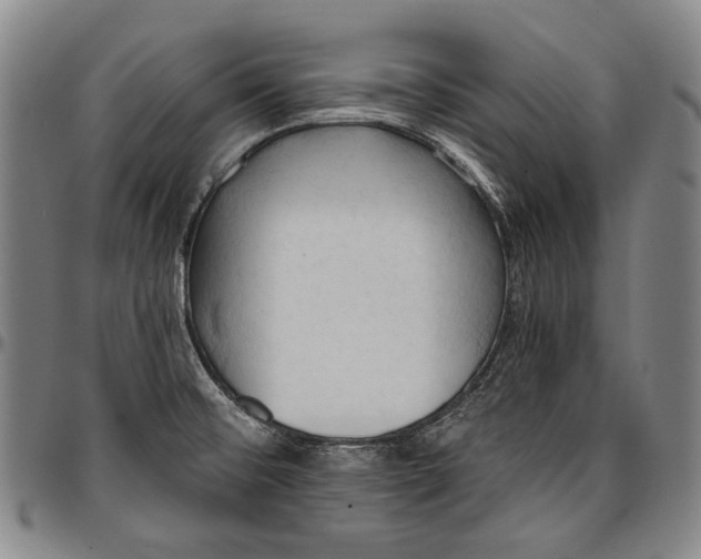 X0000096681476200802191341