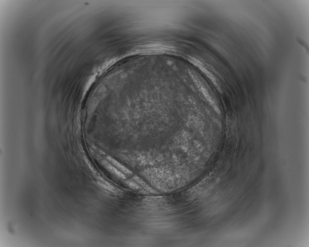 X0000096681477200802191341