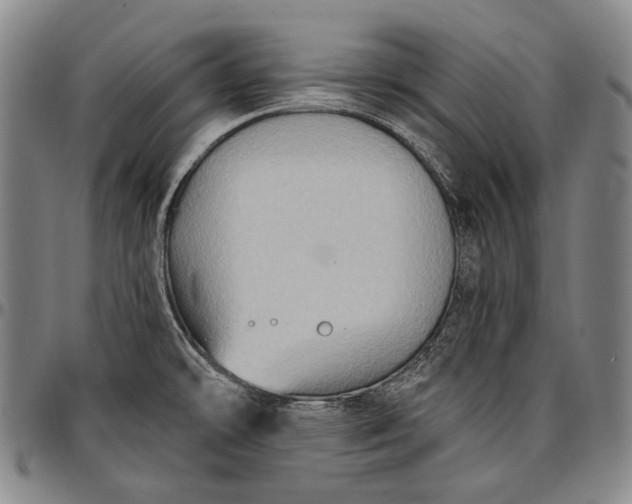 X0000096681478200802191341
