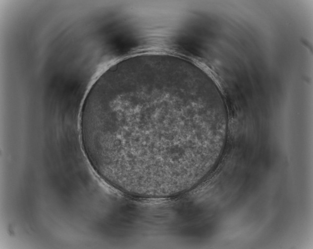 X0000096681482200802191341