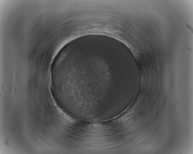 X0000096681515200802191340
