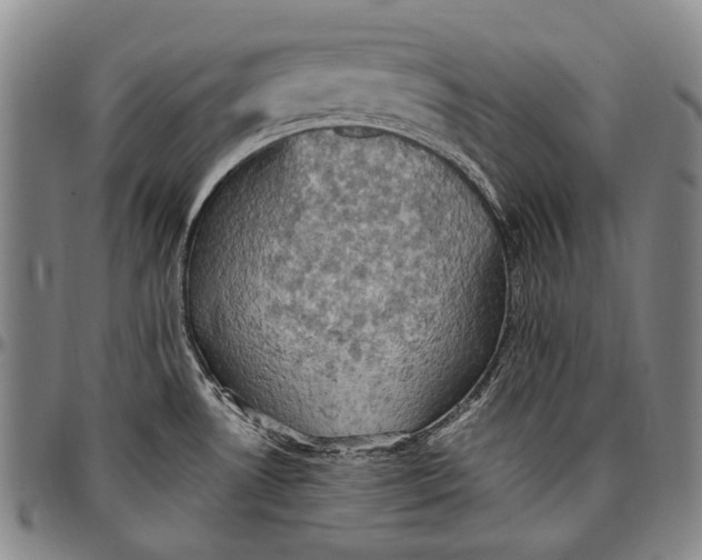 X0000096681530200802191341