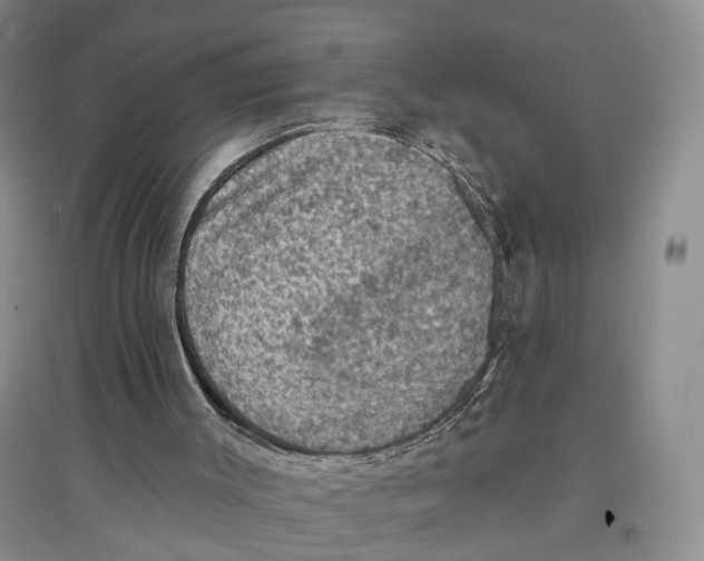 X0000096680003200802261527