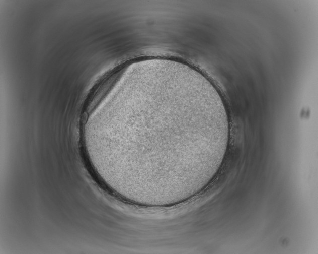 X0000096680015200802261527