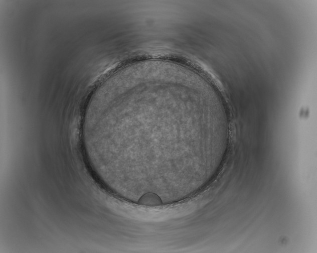 X0000096680018200802261527