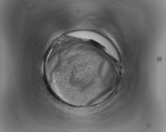 X0000096680019200802261527
