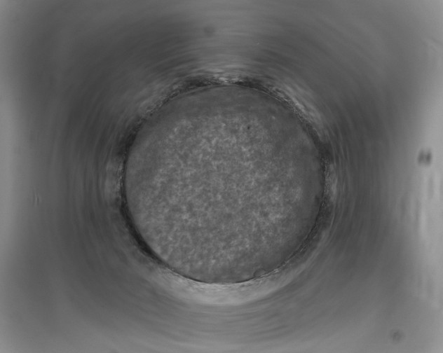X0000096680030200802261527