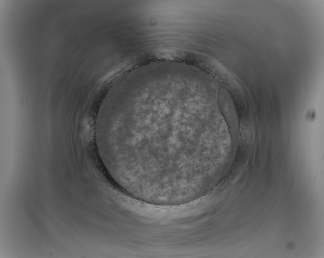 X0000096680043200802261527