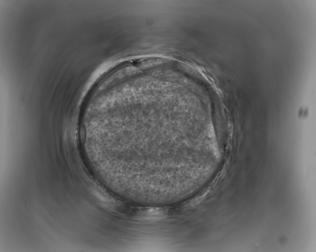 X0000096680056200802261526