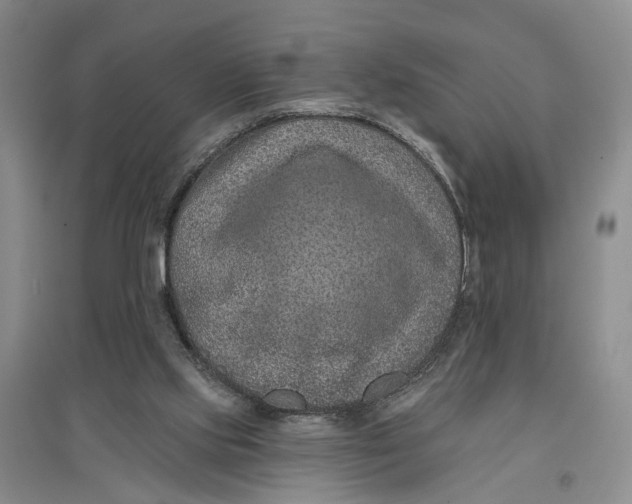 X0000096680061200802261526
