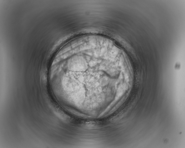 X0000096680064200802261526