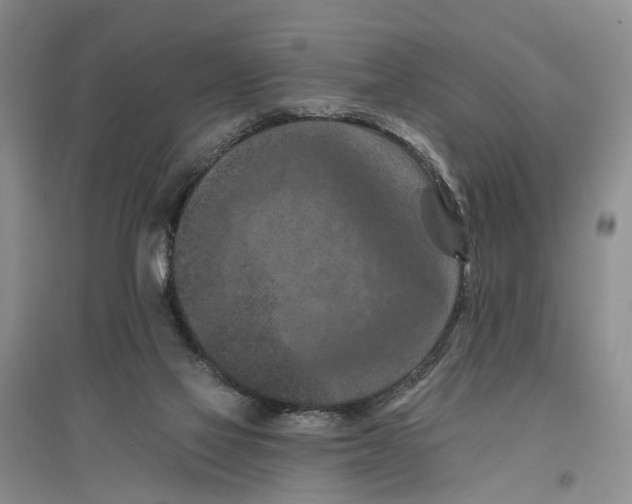 X0000096680069200802261526