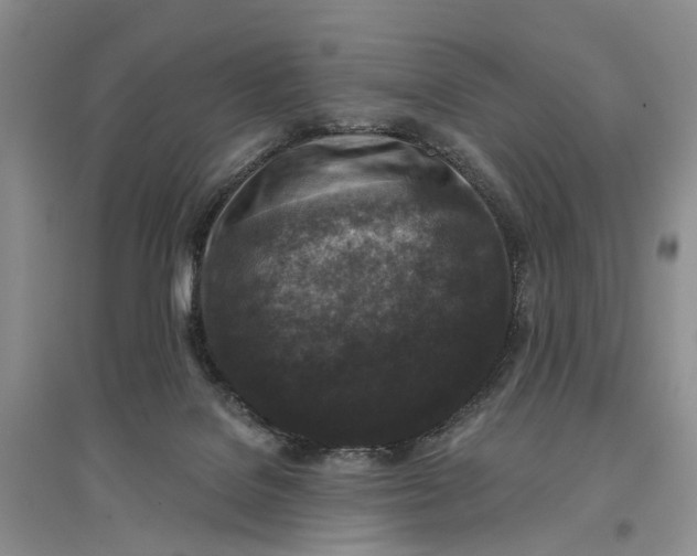 X0000096680076200802261526