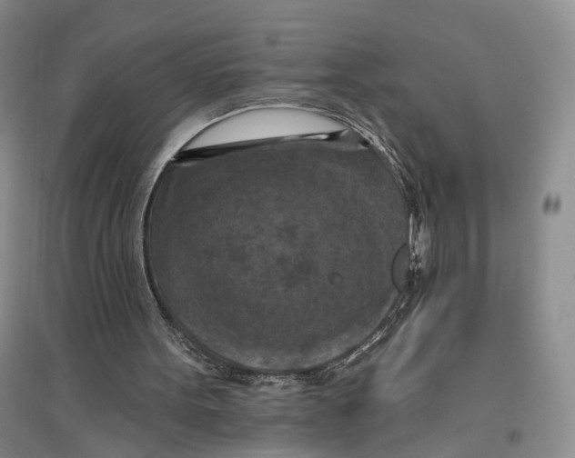 X0000096680099200802261526