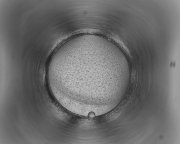 X0000096680110200802261525