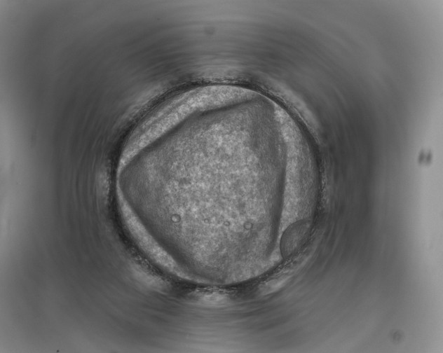 X0000096680113200802261525