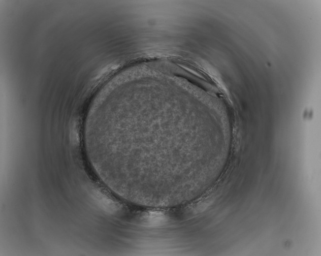 X0000096680114200802261525