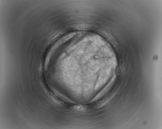 X0000096680117200802261525