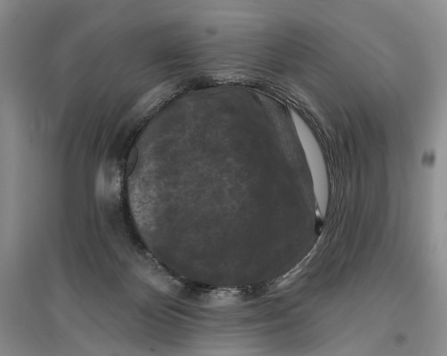 X0000096680124200802261525