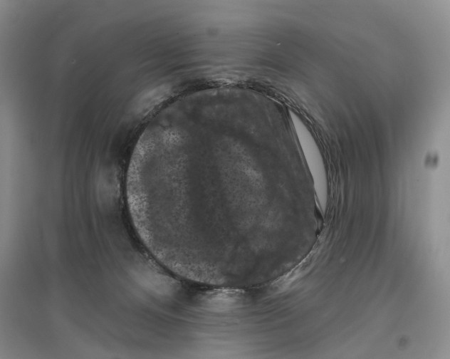 X0000096680128200802261525