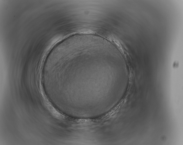 X0000096680145200802261524