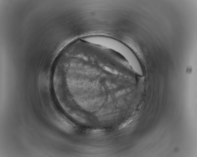 X0000096680156200802261524