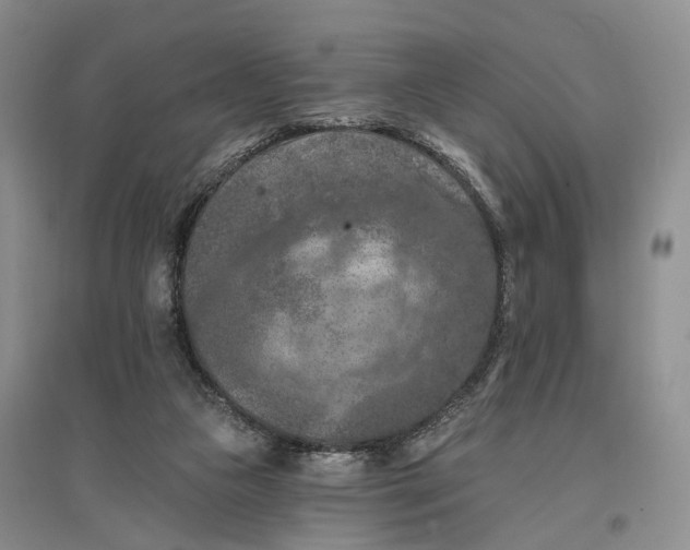 X0000096680161200802261524