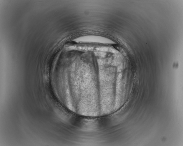 X0000096680170200802261525