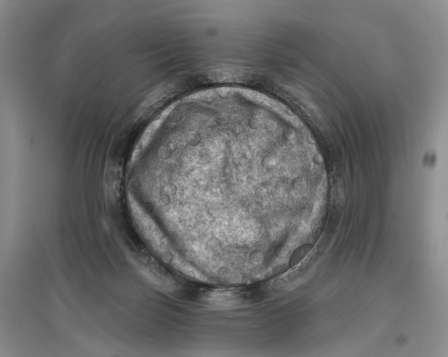 X0000096680171200802261525