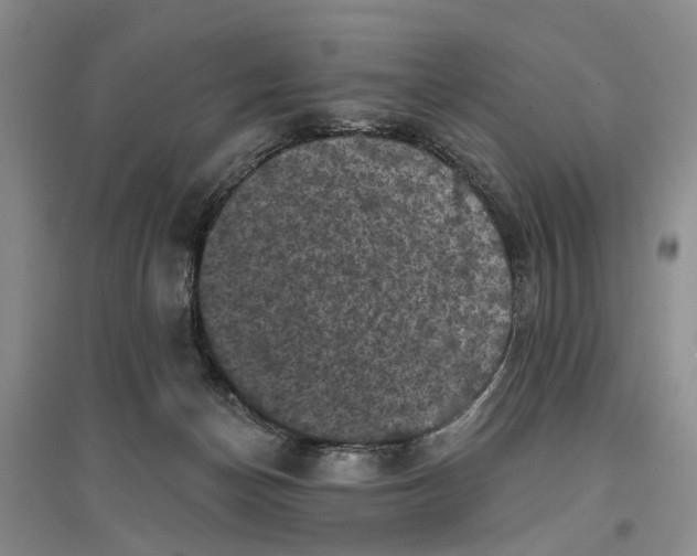 X0000096680174200802261525
