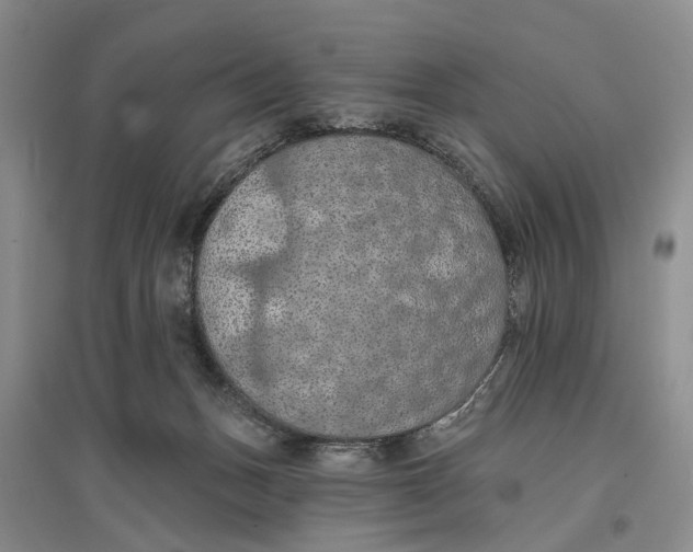 X0000096680175200802261525