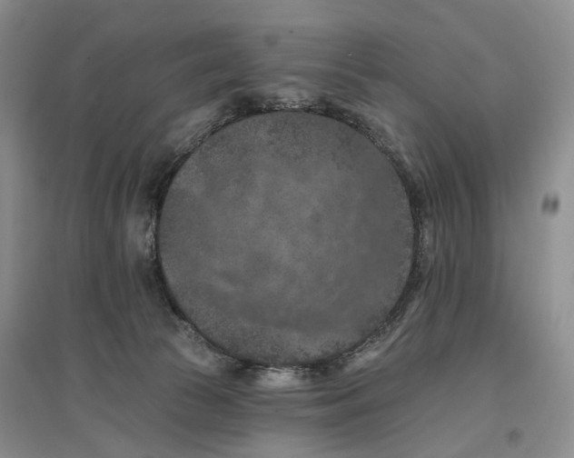 X0000096680177200802261525