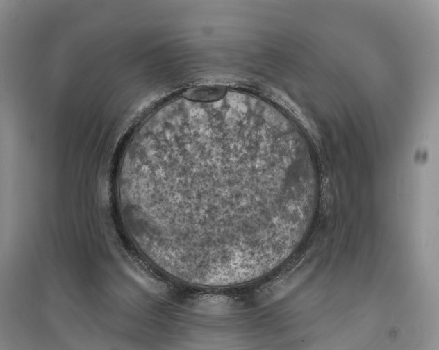 X0000096680203200802261524