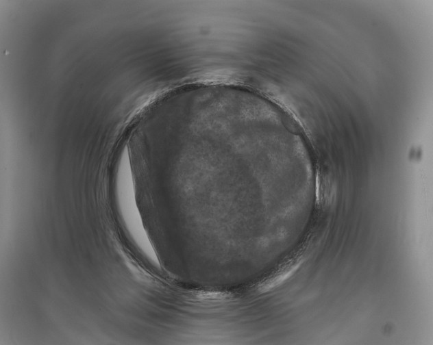 X0000096680205200802261524