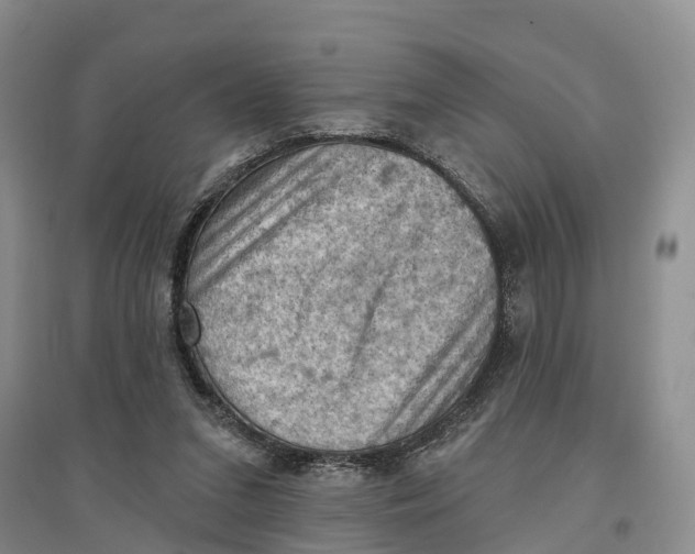 X0000096680207200802261524