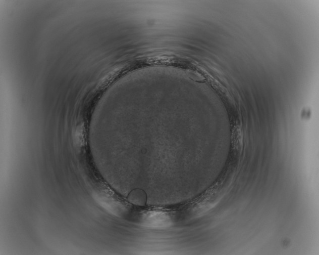 X0000096680224200802261524