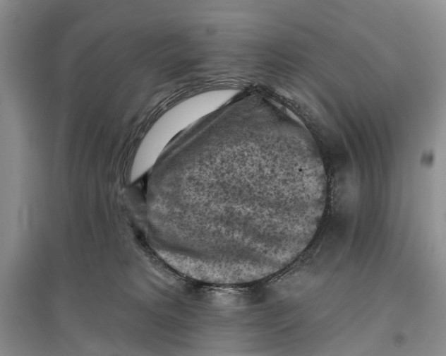 X0000096680229200802261524
