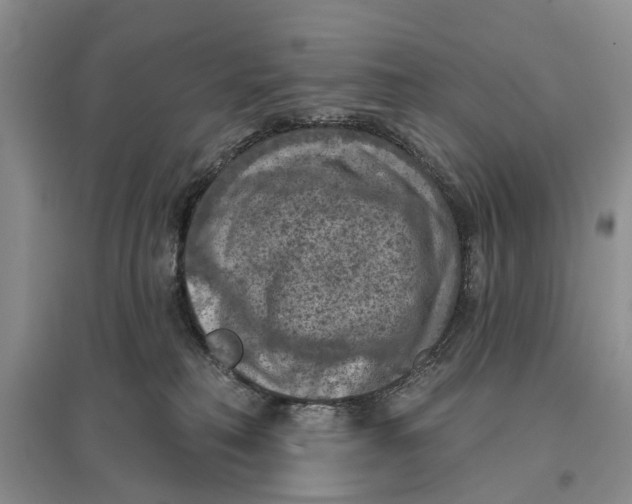 X0000096680230200802261524