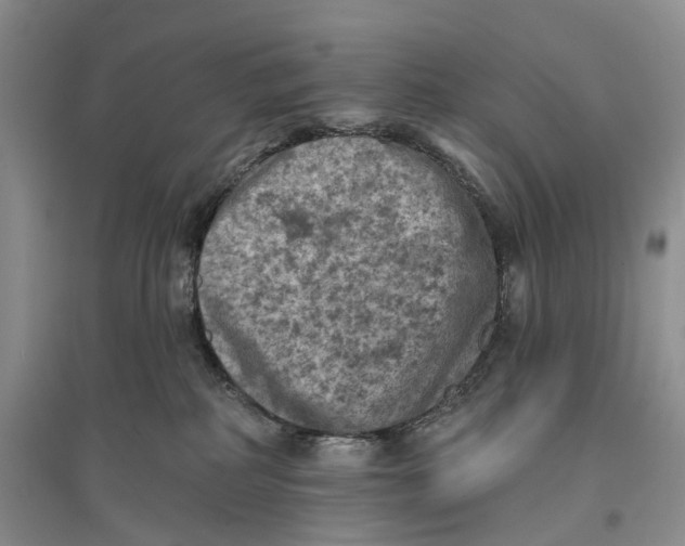 X0000096680234200802261523