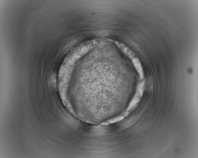 X0000096680238200802261523