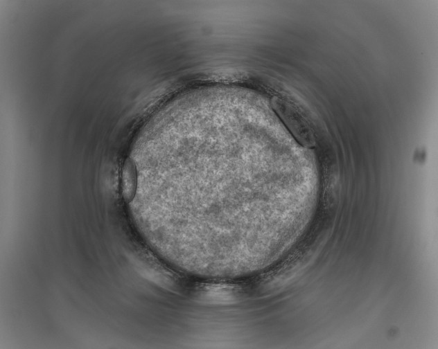 X0000096680268200802261523