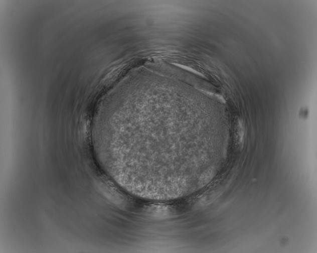 X0000096680276200802261523