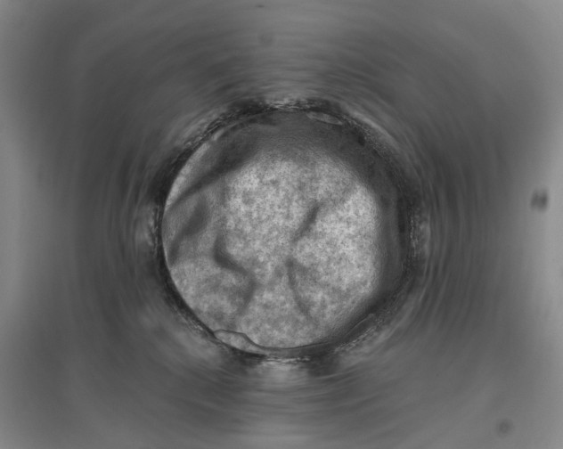 X0000096680280200802261523