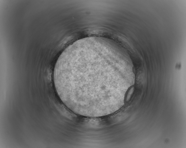 X0000096680282200802261523