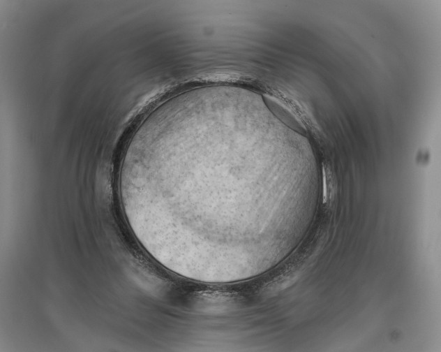 X0000096680300200802261522