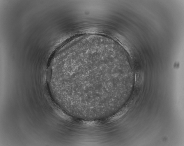 X0000096680301200802261522