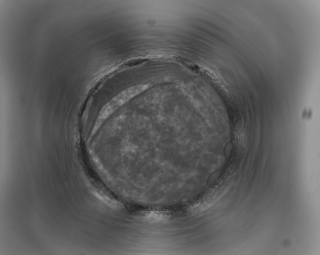 X0000096680303200802261522