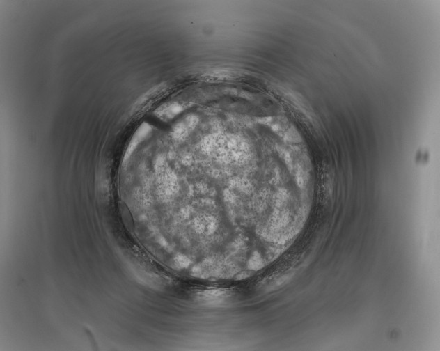 X0000096680312200802261522